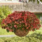 Begonia Hula Red White Bicolor 15 Pelleted Seeds Fresh Garden