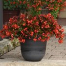 Begonia Hula Red 15 Pelleted Seeds Fresh Garden Begonia Hula Red 15 Pelleted Seeds Fresh Garden