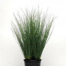 Ornamental Grass Juncus Blue Arrow 25 Multi Pelleted Seeds Fresh Garden