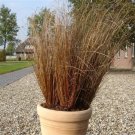 Ornamental Grass Carex Red Rooster Grass 25 Multi Pelleted Seeds Fresh Garden