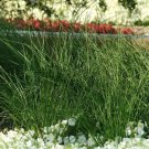 Ornamental Grass Juncus Javelin Grass 25 Multi Pelleted Seeds Fresh Garden