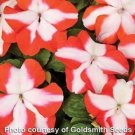 Impatiens Accent Premium Orange Star 50 Seeds Fresh Garden