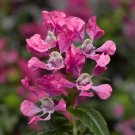 Cuphea Sriracha Pink Cuphea 25 Great Flower Seeds Fresh Garden