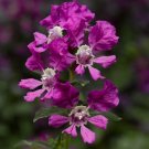Cuphea Sriracha Violet Cuphea 25 Great Flower Seeds Fresh Garden