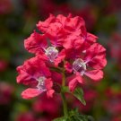 Cuphea Sriracha Rose Cuphea 25 Great Flower Seeds Fresh Garden