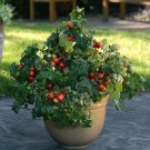 Tomato Tomato Little Bing 25 Grape Tomato Seeds Fresh Garden