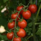 Tomato 25 Tomato Artemis Seeds Fresh Garden