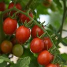 Tomato Tomato Helix 25 Seeds Fresh Garden