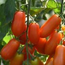 Tomato 25 Tomato Marzito Heavy Yields Seeds Fresh Garden
