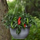 Pepper 25 Pepper Pot A Peno Jalapeno Pepper Seeds Fresh Garden