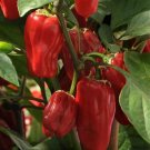 Pepper 25 Pepper Sweet Heat Mild Chili Pepper Seeds Fresh Garden