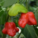 Pepper Pepper Mad Hatter 25 Seeds Fresh Garden