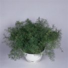 Sprengeri Asparagus Fern Fuzzy Fern 50 Seeds Fresh Garden