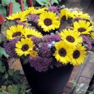 50 Sunflower Helianthus Sunrich Summer Limoncello Seeds Fresh Garden