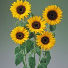 Helianthus Sunflower Tiffany 25 Flower Seeds Fresh Garden