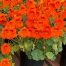 Nasturtium 25 Nasturtium Baby Orange Flower Seeds Fresh Garden