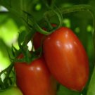 Tomato 25 Tomato Marriage Marzinera Seeds Fresh Garden Tomato 25 Tomato Marriage Marzinera Seeds Fresh Garden