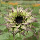 Helianthus Sunflower Sun Fill Purple 25 Seeds Fresh Garden Helianthus Sunflower Sun Fill Purple 25 Seeds Fresh Garden