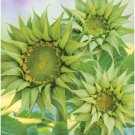 Helianthus Sunflower Sun Fill Green 25 Seeds Fresh Garden Helianthus Sunflower Sun Fill Green 25 Seeds Fresh Garden