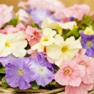 50 Pelleted Petunia Limbo Pastel Mix Petunia Seeds Fresh Garden 50 Pelleted Petunia Limbo Pastel Mix Petunia Seeds Fresh Garden