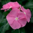 Vinca Vinca Virtuosa Pink 25 Flower Seeds Fresh Garden
