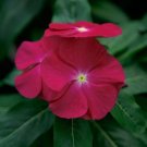 Vinca Vinca Virtuosa Raspberry 25 Flower Seeds Fresh Garden