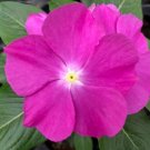 Vinca Vinca Virtuosa Orchid 25 Flower Seeds Fresh Garden