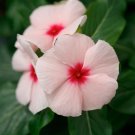 Vinca Vinca Virtuosa Apricot 25 Flower Seeds Fresh Garden