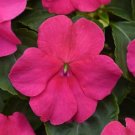 Impatiens 50 Beacon Rose Walleriana Seeds Fresh Garden