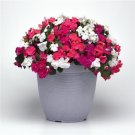 Impatiens 50 Beacon Portland Mix Walleriana Seeds Fresh Garden