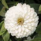 Zinnia Zinnia Zydeco White 25 Seeds Fresh Garden
