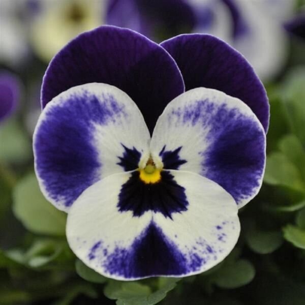Viola 50 Viola Quicktime Mickey Flower Seeds Fresh Garden