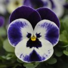 Viola 50 Viola Quicktime Mickey Flower Seeds Fresh Garden