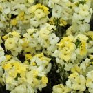 Cheiranthus Sugar Rush Primrose 50 Erysinnum Seeds Fresh Garden