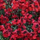 Cheiranthus Sugar Rush Red 50 Erysinnum Seeds Fresh Garden