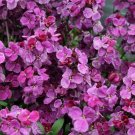 Cheiranthus Sugar Rush Purple Bicolor 50 Erysinnum Seeds Fresh Garden
