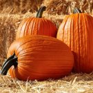 Pumpkin 25 Hulk Pumpkin Seeds Fresh Garden