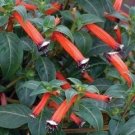 50 Cuphea Scarlet Cigar Seeds Fresh Garden