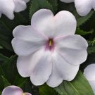 Impatiens Solarscape White Shimmer 15 Seeds Fresh Garden