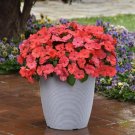 Impatiens Solarscape XP Salmon 15 Seeds Fresh Garden