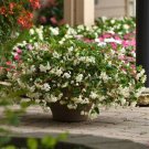 Begonia | Begonia Hula Blush | 15 Pelleted Seeds Fresh Garden