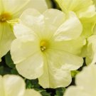 50 Pelleted Petunia Limbo Yellow Lime Petunia Seeds Fresh Garden