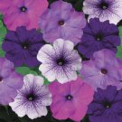 Petunia Hurrah Blueberry Muffin 50 Pelleted Flower Seeds Fresh Garden