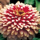 Zinnia Zinnia Swizzle Cherry Ivory 25 Flower Seeds Fresh Garden