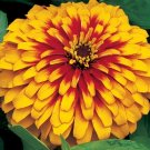 Zinnia Zinnia Swizzle Scarlet Yellow 25 Flower Seeds Fresh Garden