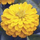 Zinnia Zinnia Short Stuff Gold 25 Flower Seeds Fresh Garden