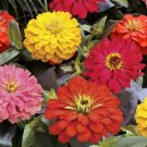 Zinnia Zinnia Short Stuff Fire Mix 25 Flower Seeds Fresh Garden