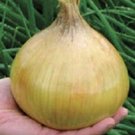 Ailsa Craig Exhibition Onion 100 Giant Onion Seeds Fresh Garden