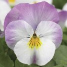Viola Viola Deltini Rose Pink 50 Scented Viola Seeds Fresh Garden