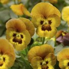 Viola Viola Deltini Honeybee 50 Scented Viola Seeds Fresh Garden